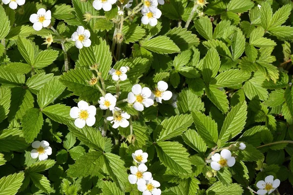 Flores de fresa silvestre — Foto de Stock