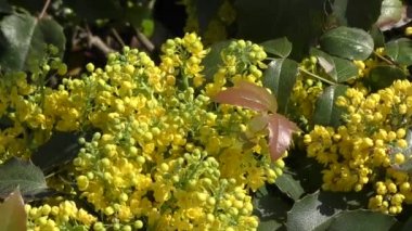 Sarı çiçek mahonia 