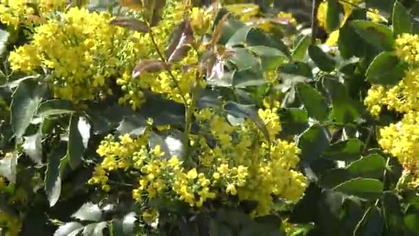 Gele bloemen mahonia — Stockvideo