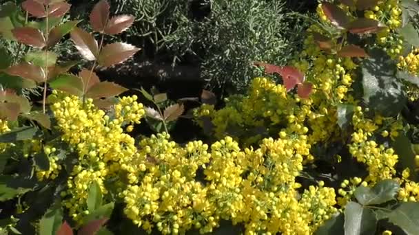 Κίτρινα λουλούδια mahonia — Αρχείο Βίντεο