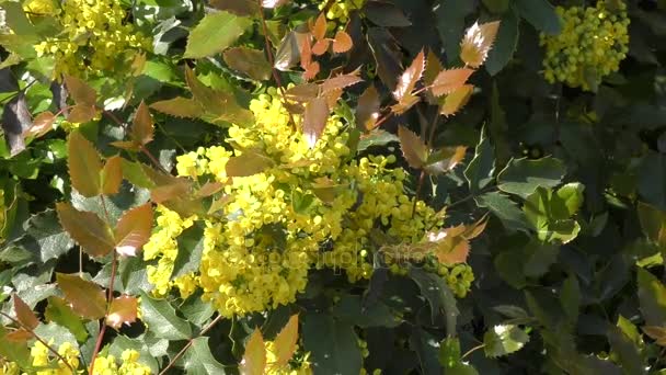Sárga virágok mahonia — Stock videók