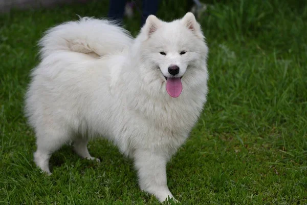 Raça de cão samoyed — Fotografia de Stock