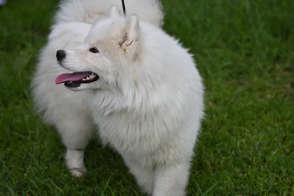 개 품종 Samoyed — 스톡 사진