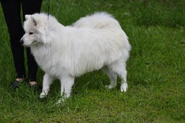 Raza de perro samoyed —  Fotos de Stock