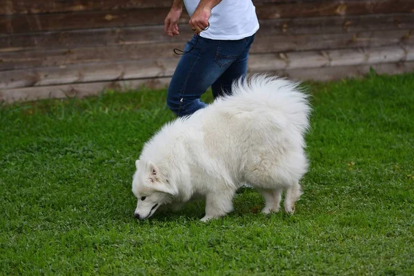Собака породи Samoyed — стокове фото