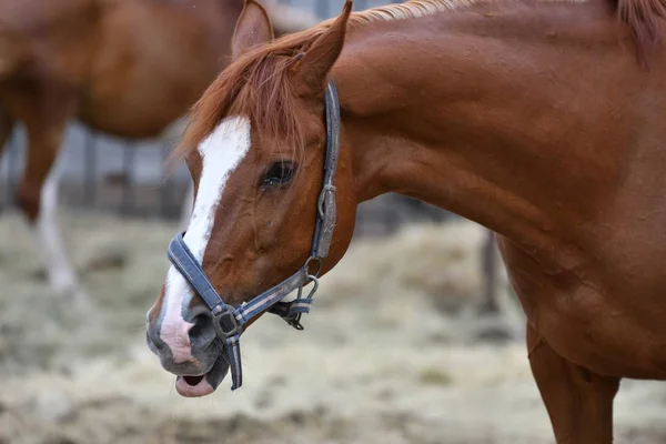 Chevaux à la ferme — Photo