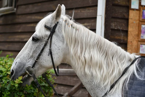 Chevaux à la ferme — Photo