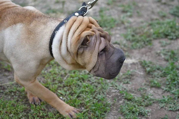 Hund rasen Shar Pei — Stockfoto