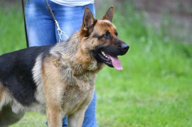 Orenburg, Rusya, 11 Haziran 2017 yıl: çoban köpek gösterisi