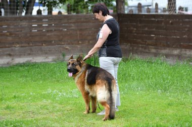 Orenburg, Rusya, 11 Haziran 2017 yıl: çoban köpek gösterisi