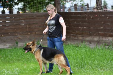 Orenburg, Rusya, 11 Haziran 2017 yıl: çoban köpek gösterisi