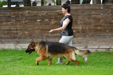 Orenburg, Rusya, 11 Haziran 2017 yıl: çoban köpek gösterisi