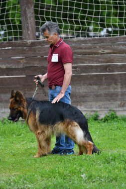 Orenburg, Rusya, 11 Haziran 2017 yıl: çoban köpek gösterisi