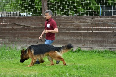 Orenburg, Rusya, 11 Haziran 2017 yıl: çoban köpek gösterisi