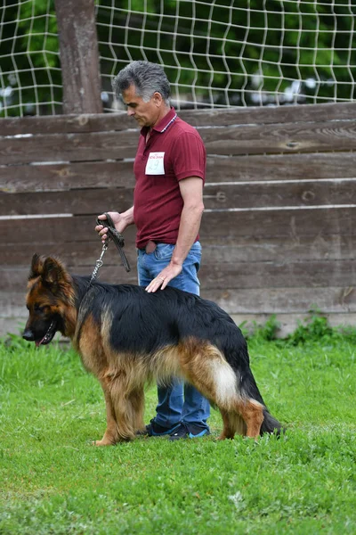 Όρεμπουργκ, Ρωσία, 11 Ιουνίου 2017 έτος: βοσκός στην επίδειξη σκύλων — Φωτογραφία Αρχείου