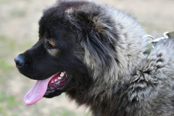 Порода собак Кавказская овчарка — стоковое фото