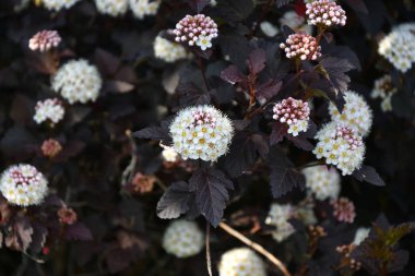 Erkeç sakalı beyaz çiçek