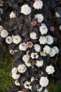 Erkeç sakalı beyaz çiçek