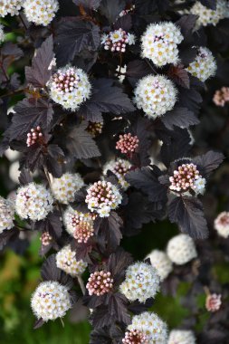 Erkeç sakalı beyaz çiçek