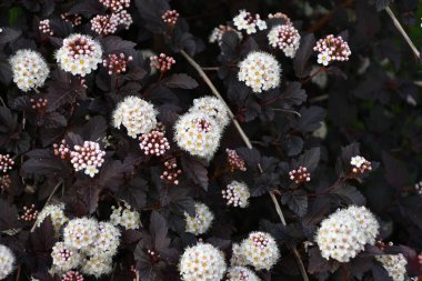 Erkeç sakalı beyaz çiçek