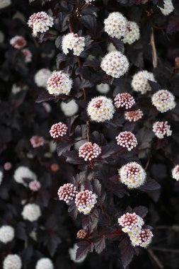 Erkeç sakalı beyaz çiçek