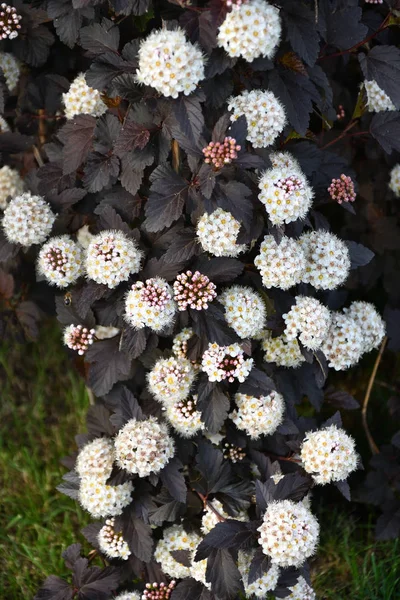 Erkeç sakalı beyaz çiçek