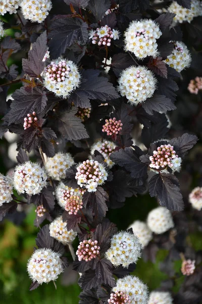 Meadowsweet fleur blanche — Photo