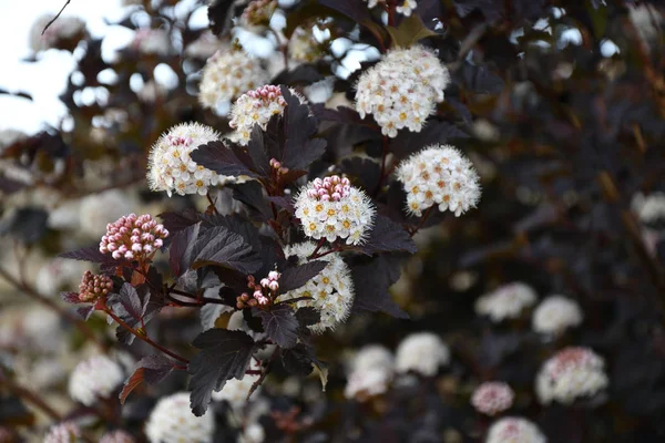 Erkeç sakalı beyaz çiçek