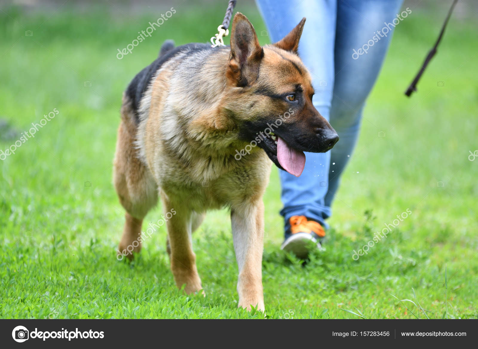 Berger Allemand De Chien Race Photographie Galkin57