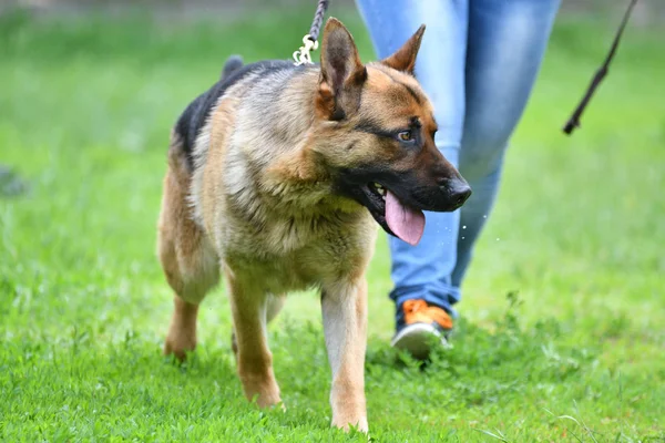 Ράτσα σκύλου Γερμανικός βοσκός — Φωτογραφία Αρχείου