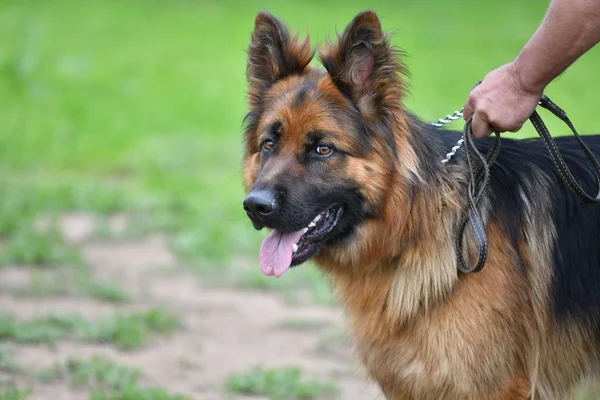 Hunderasse Deutscher Schäferhund — Stockfoto