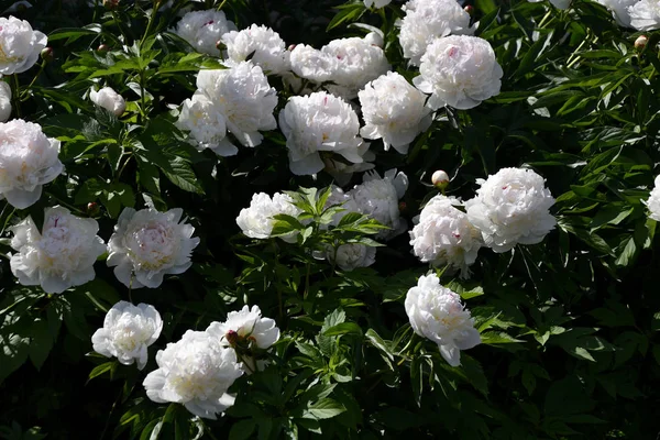 Flor de peonía blanca — Foto de Stock