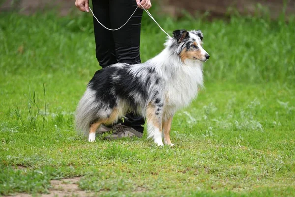 stock image Dog breeds of shelties