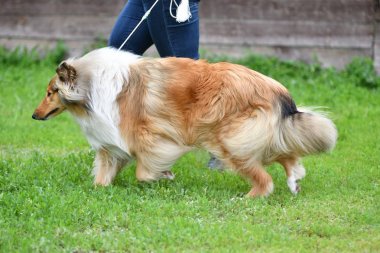 Köpek doğurmak-in kömür ocağı