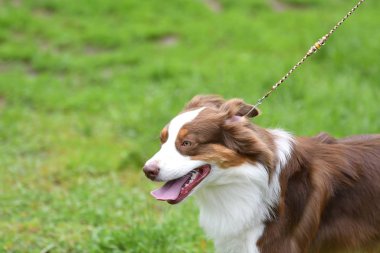 Köpek doğurmak kenar kömür ocağı