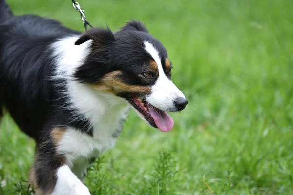 Chien de race Border Collie — Photo