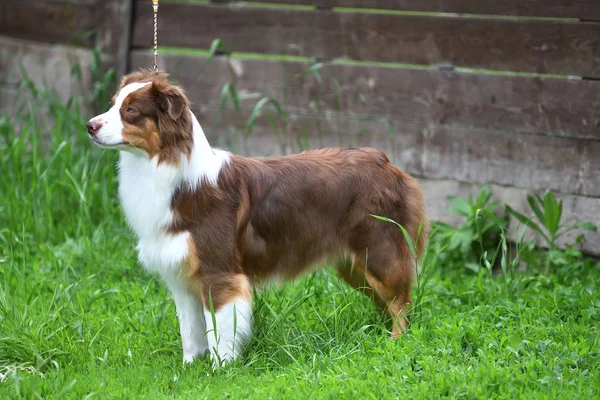 Hund ras gräns collie — Stockfoto