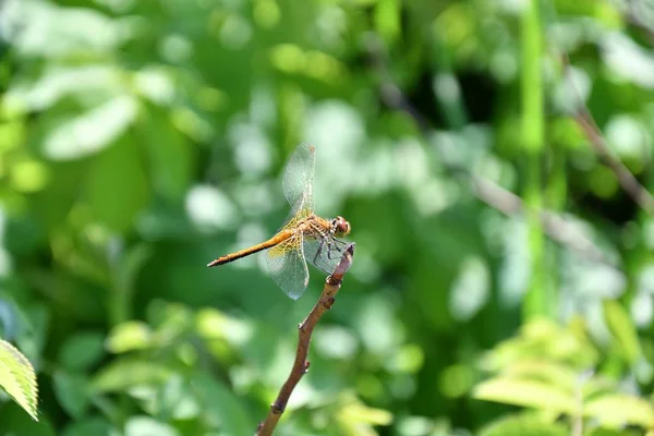 Dragonfly (LAT. Odonata) — Stock Photo, Image