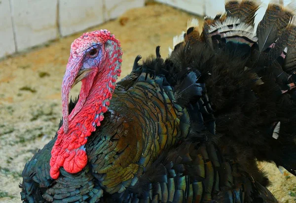 Turkey at the farm — Stock Photo, Image