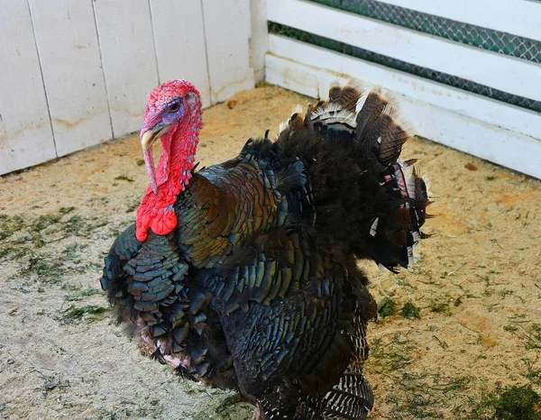 Turkey at the farm — Stock Photo, Image