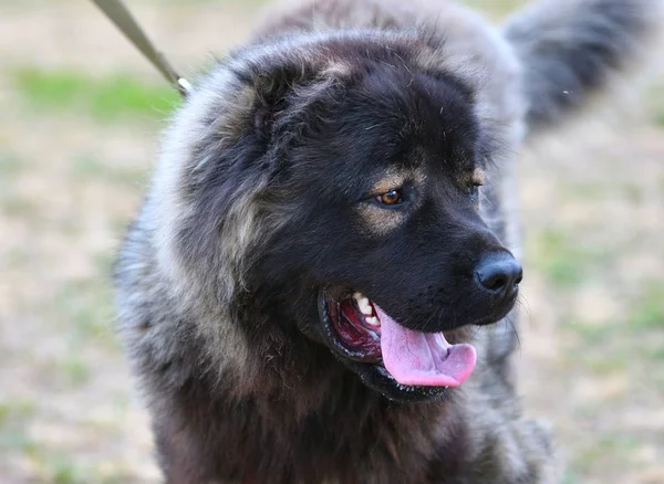 Собака породи Кавказька вівчарка. — стокове фото
