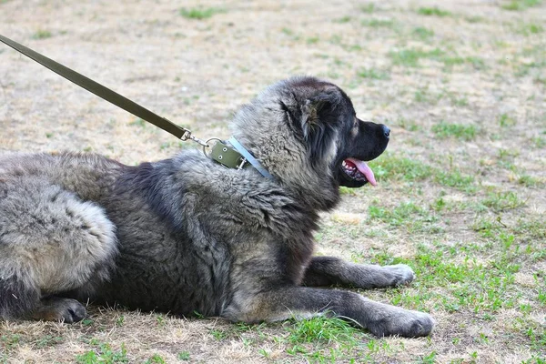 Собака породи Кавказька вівчарка. — стокове фото