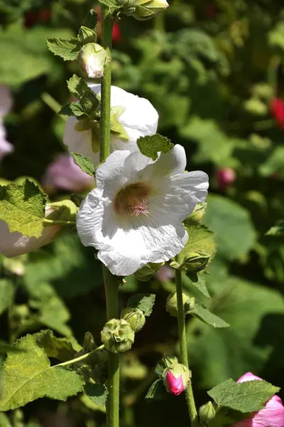 Malva çiçek beyaz renk