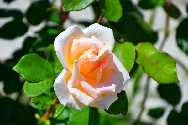 Rosa de té de jardín — Foto de Stock