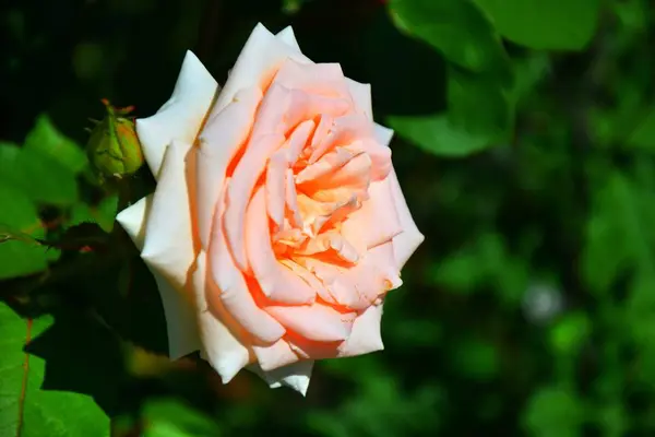 Garden tea rose — Stock Photo, Image