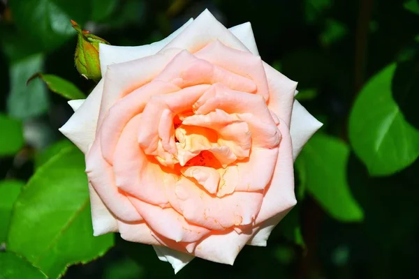 Gartenteerose — Stockfoto