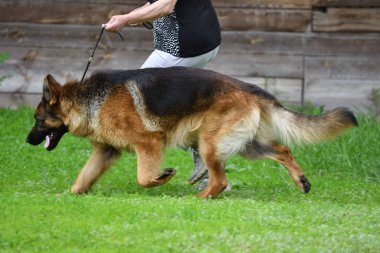 Orenburg, Rusya, 11 Haziran 2017 yıl: çoban köpek gösterisi