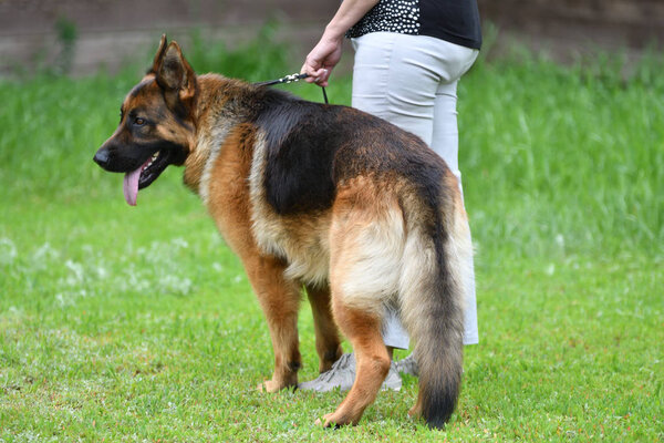 Orenburg, Russia, 11 June 2017 year: Shepherd at dog show