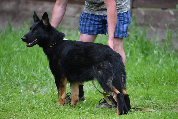 Orenburg, Rusya, 11 Haziran 2017 yıl: çoban köpek gösterisi — Stok fotoğraf