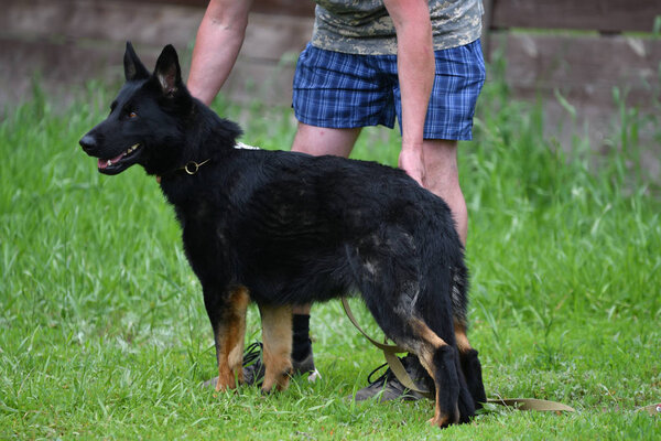 Orenburg, Russia, 11 June 2017 year: Shepherd at dog show
